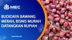 Budidaya Bawang Merah