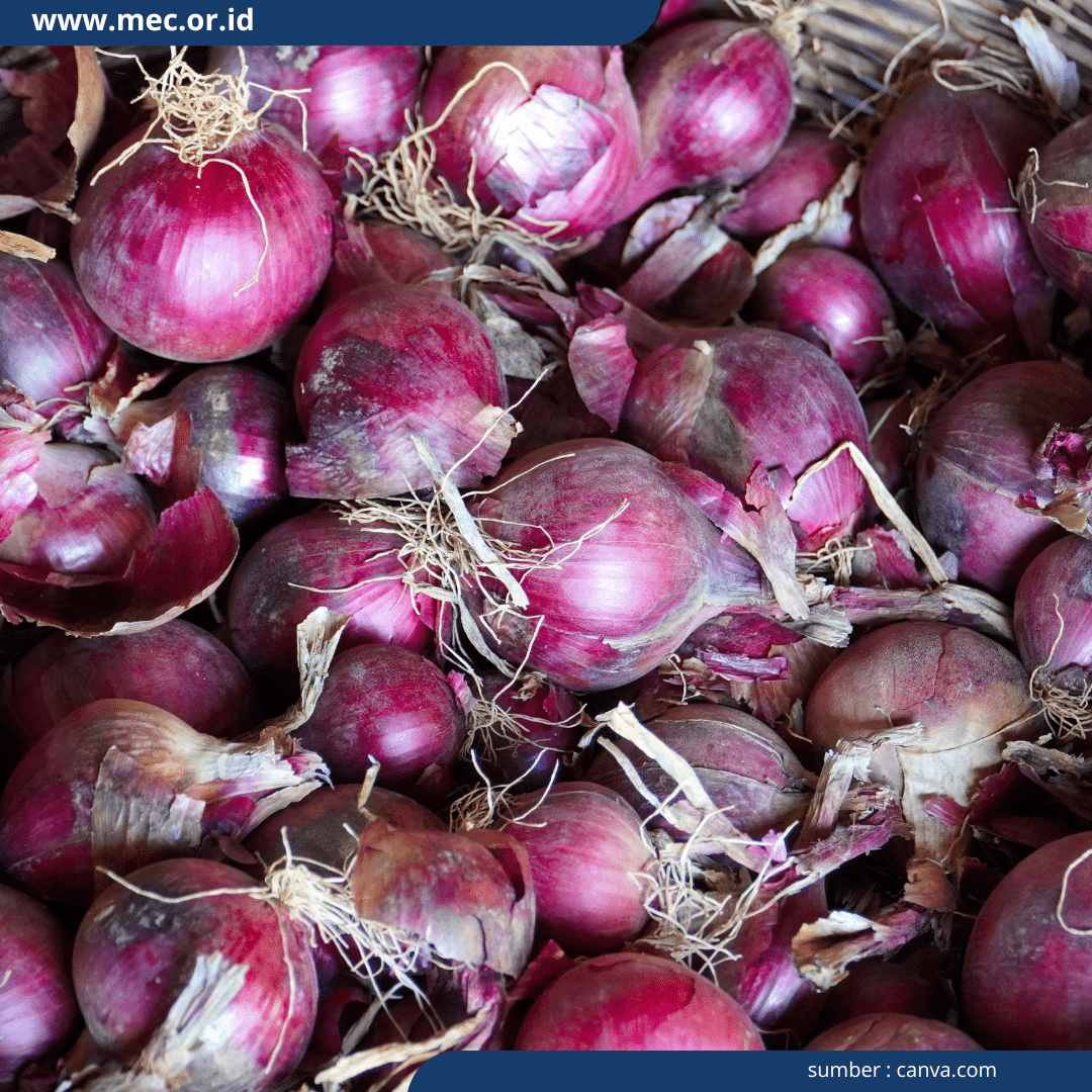 Budidaya Bawang Merah