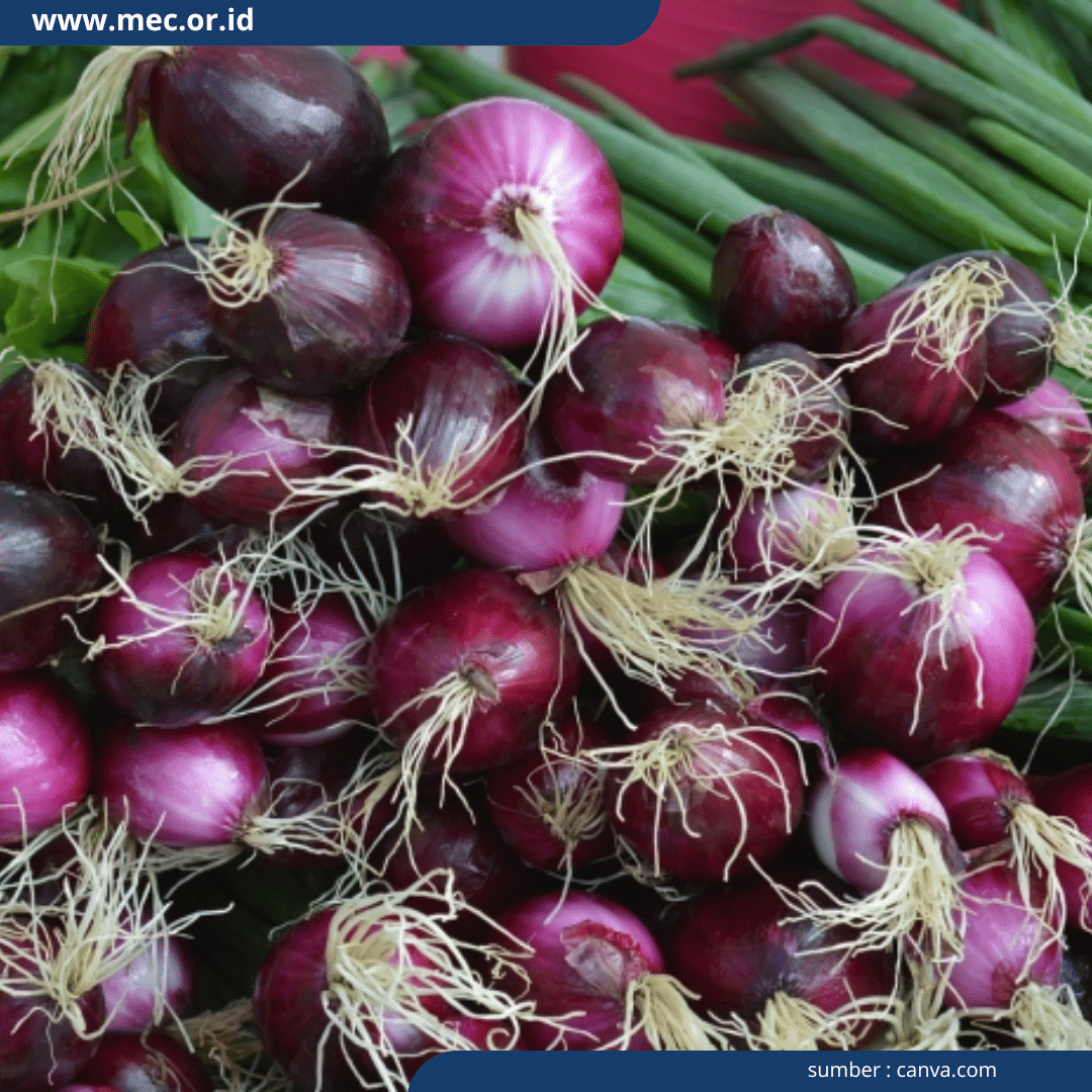 Budidaya Bawang Merah