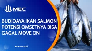 budidaya ikan Salmon