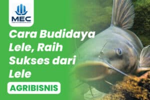 cara-budidaya-ikan-lele