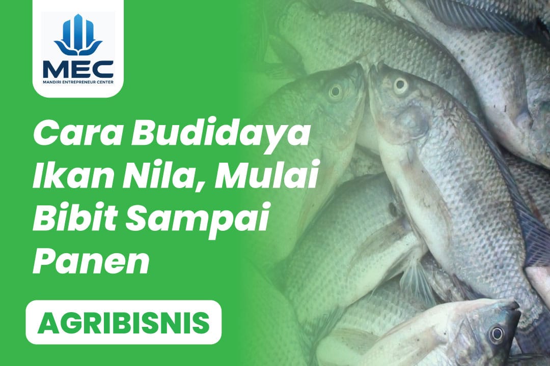 cara-budidaya-ikan-nila