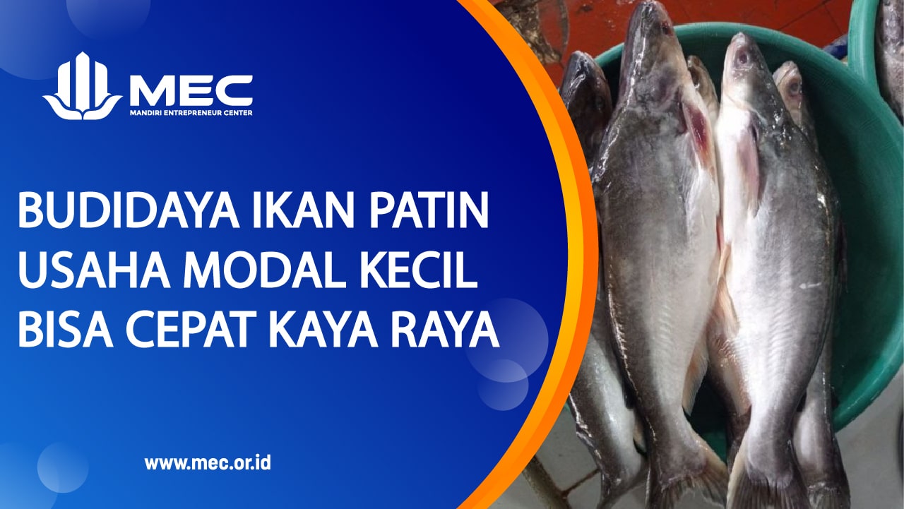 cara budidaya ikan patin