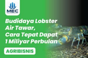 cara-budidaya-lobster-air-tawar