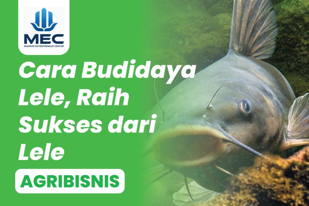 Cara Budidaya Ikan Lele, Mulai Bibit Sampai Jadi Cuan !!